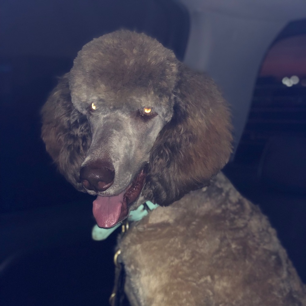 Meet your Posher, Lavederroses